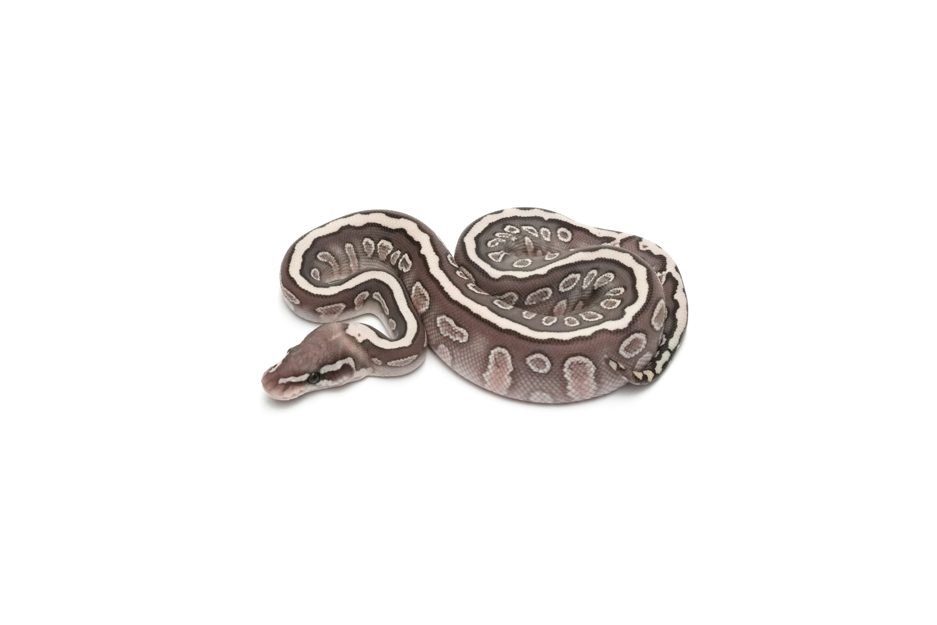 GHI Hurricane Lesser Cinnamon Spotnose Het Clown 50%Ultramel