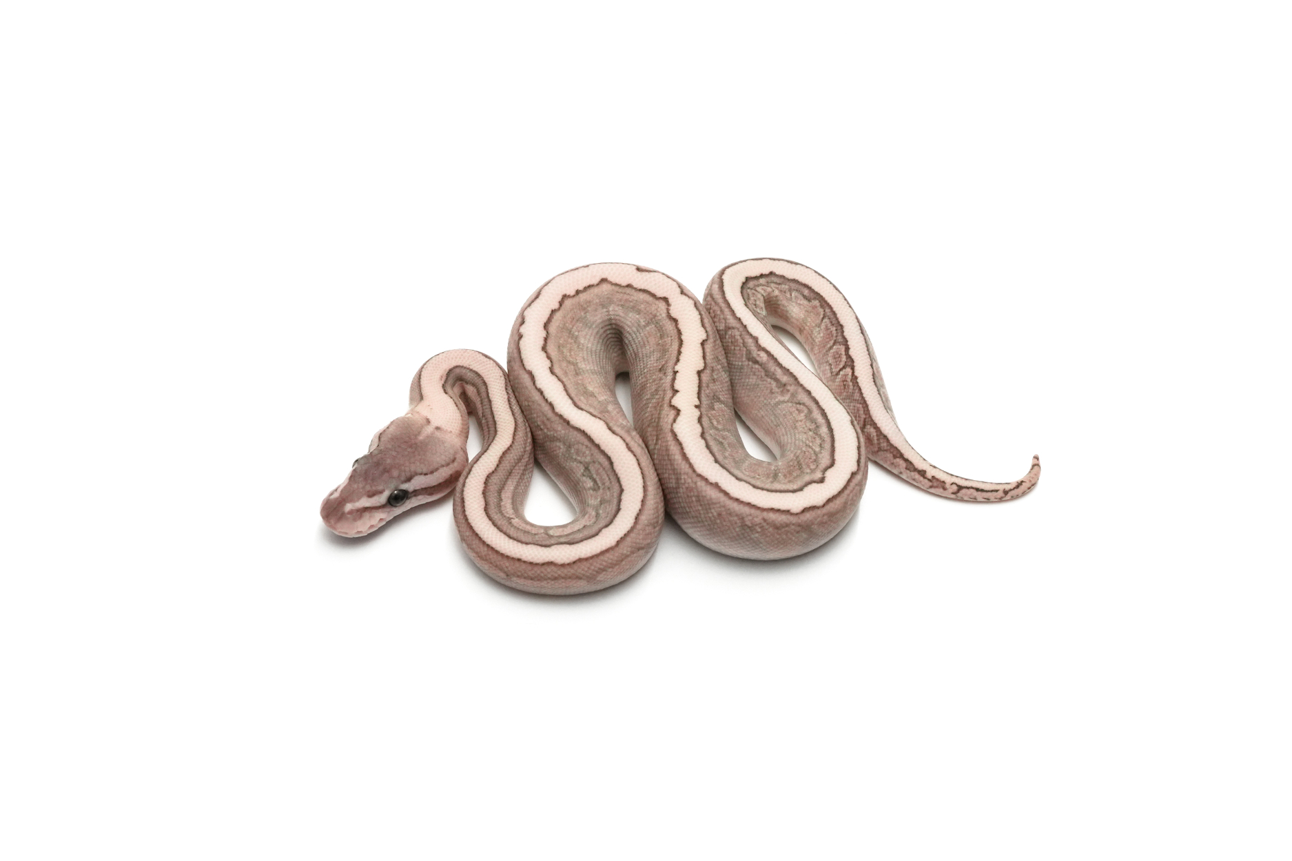GHI Lesser Cinnamon Pinstripe Spotnose Het Clown 50%Ultramel