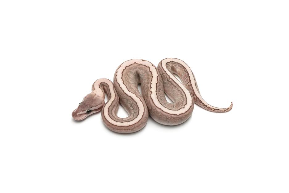 GHI Lesser Cinnamon Pinstripe Spotnose Het Clown 50%Ultramel
