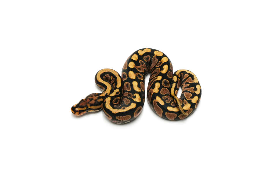 Redstripe YB Spotnose Het Clown