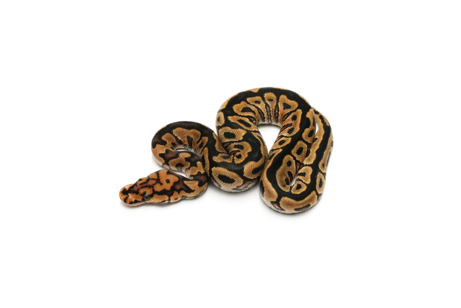 Redstripe Spotnose Clown