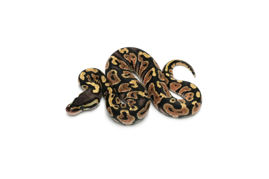 Pastel DH DG Paint