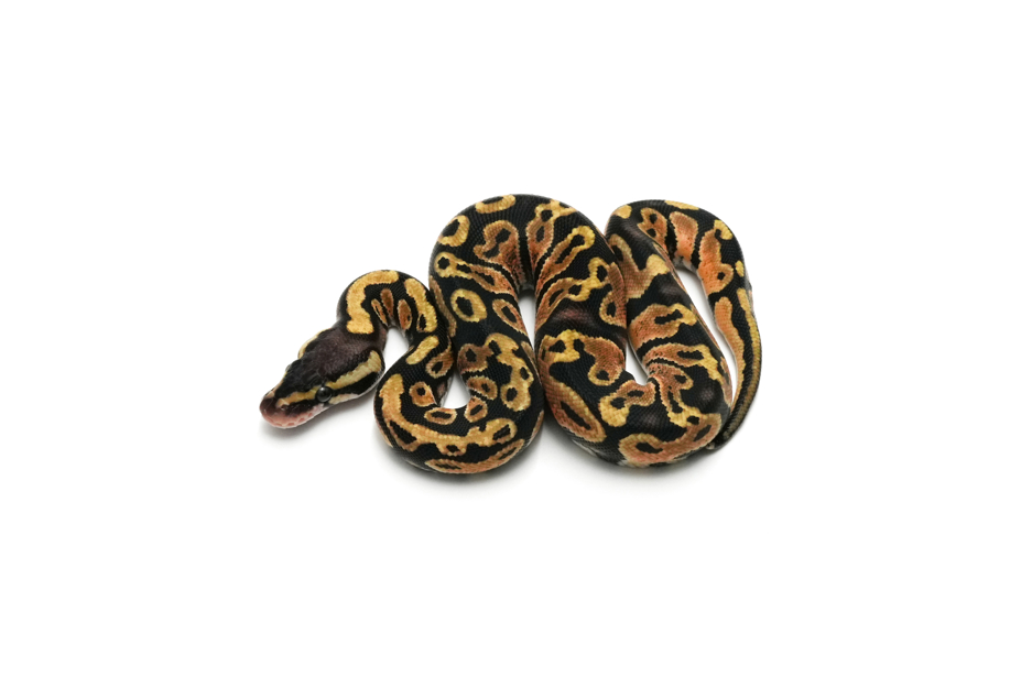 Pastel DH DG Paint