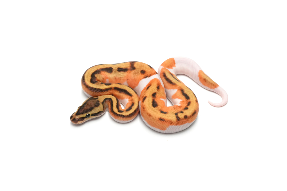 Enchi Fire Calico Pied
