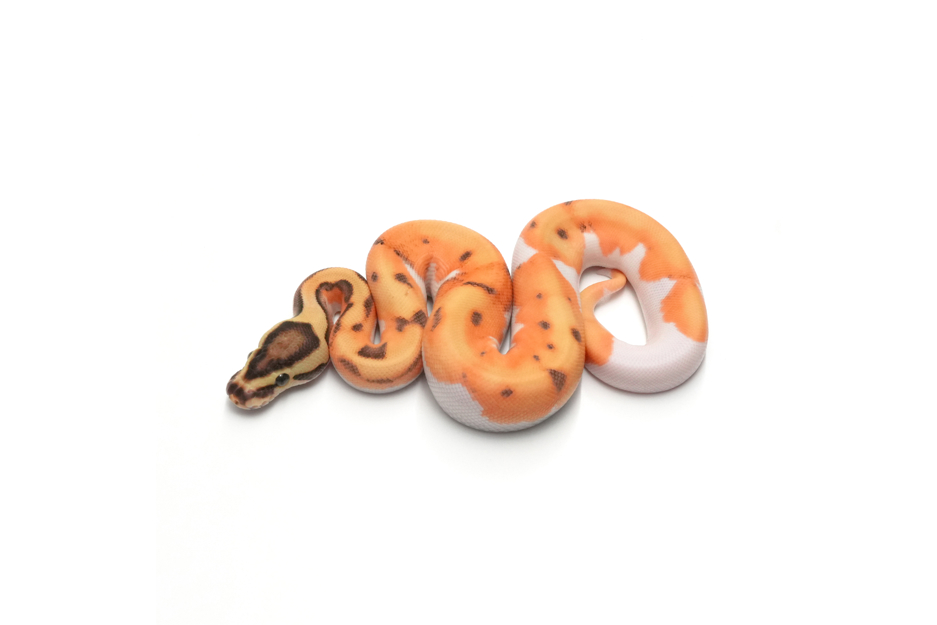 OD Enchi Fire YB Pied