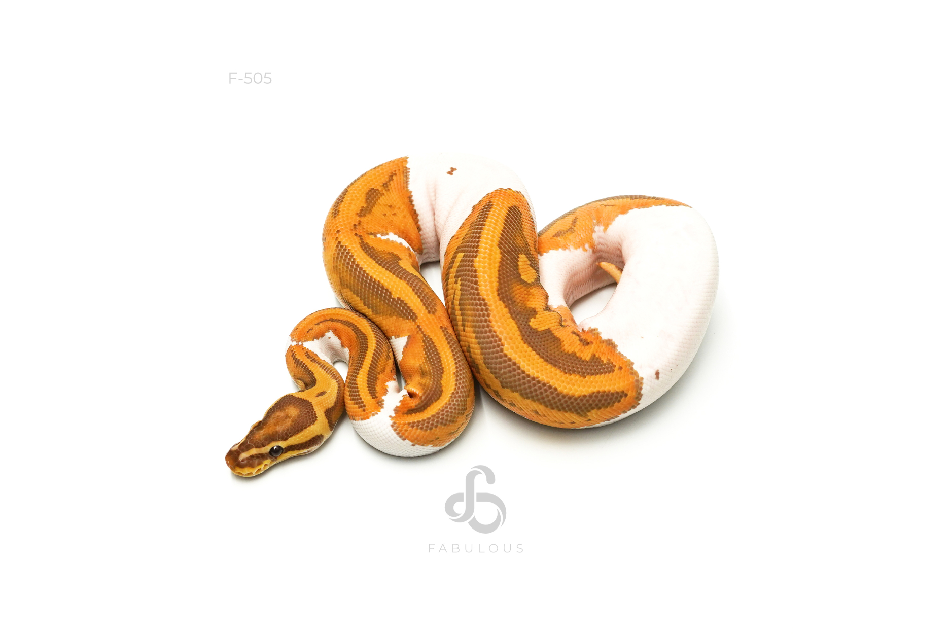 Ultramel Pied 66%Ghost