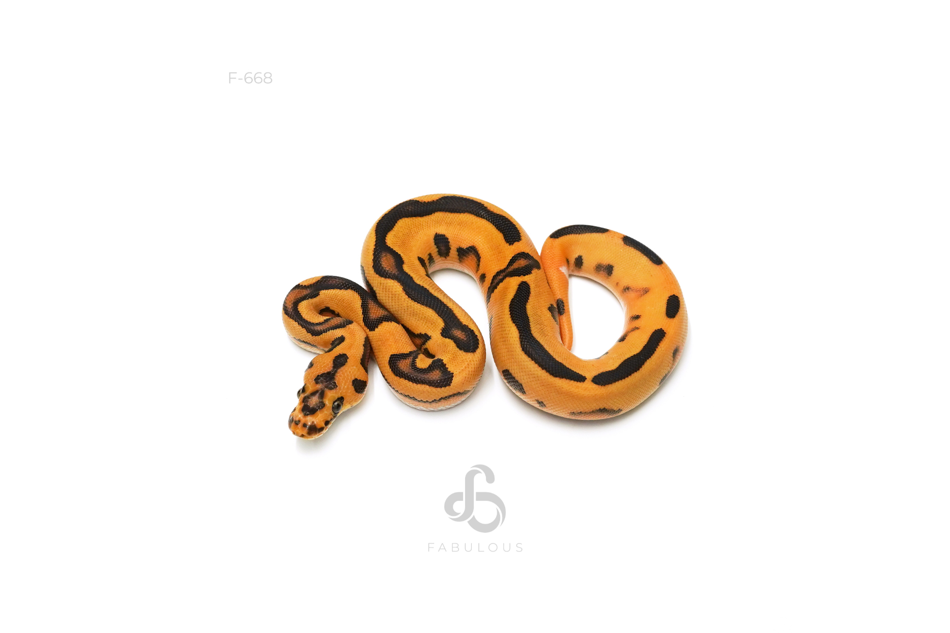 OD Leopard Fire Calico Clown