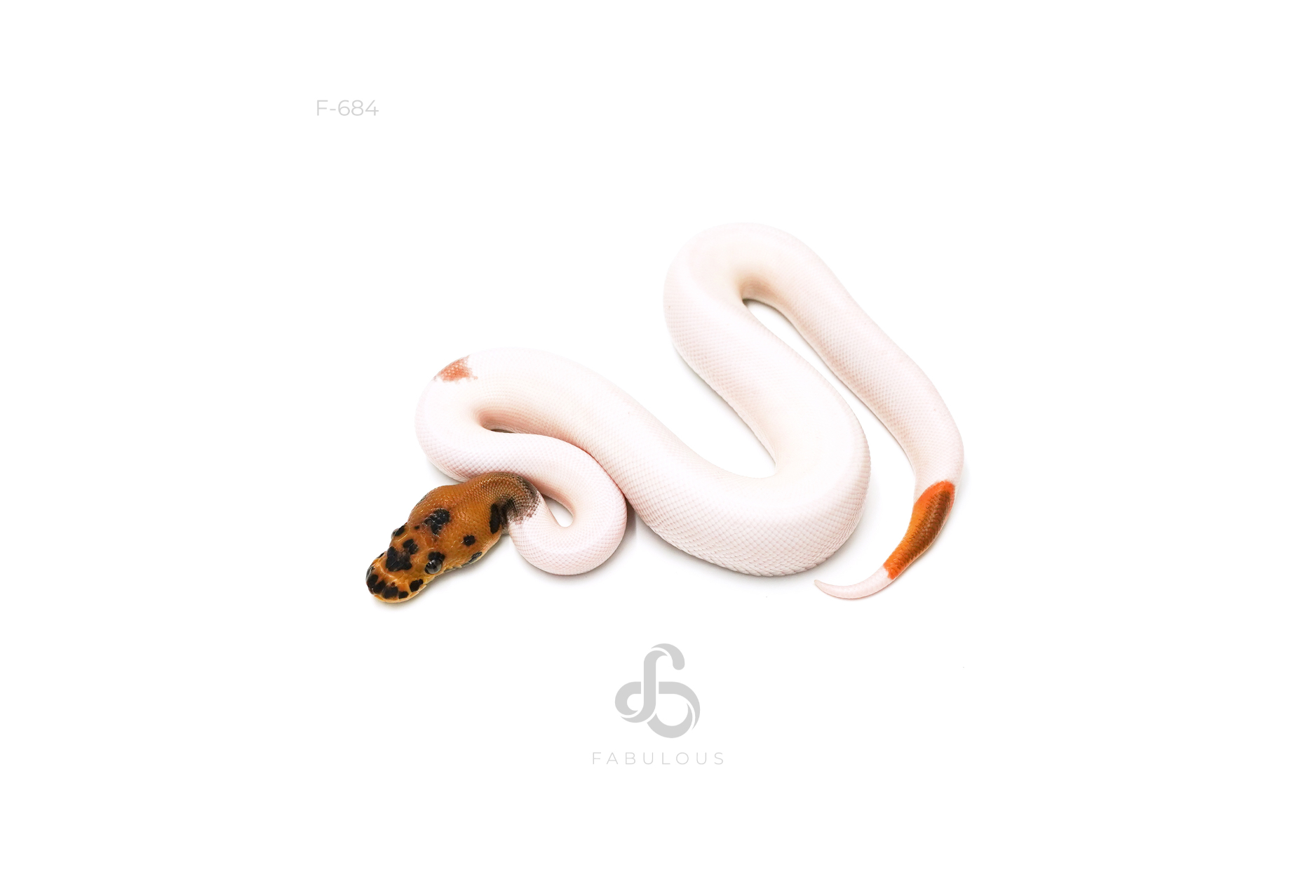 OD Leopard Clown Pied