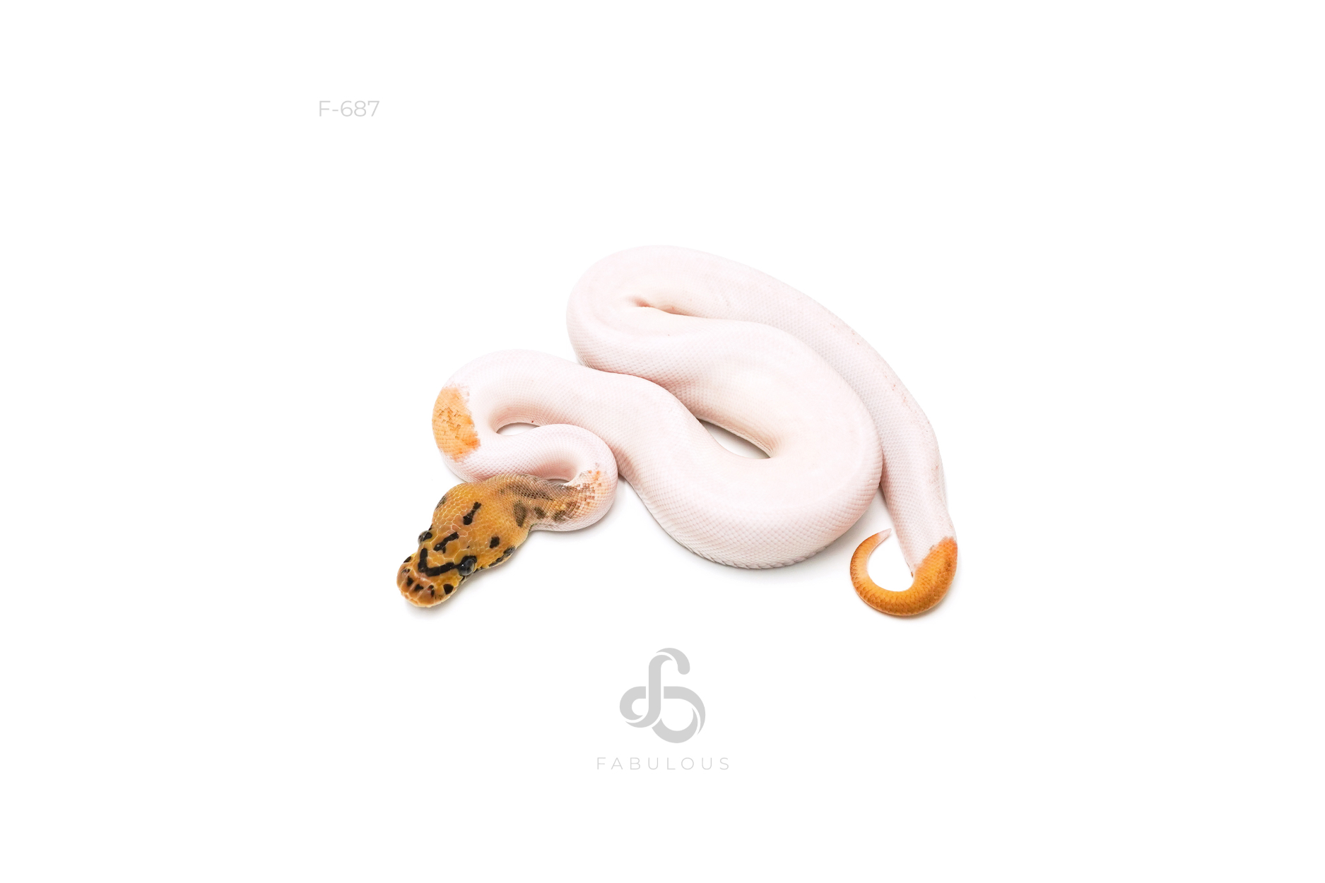 OD Leopard Pastel Clown Pied