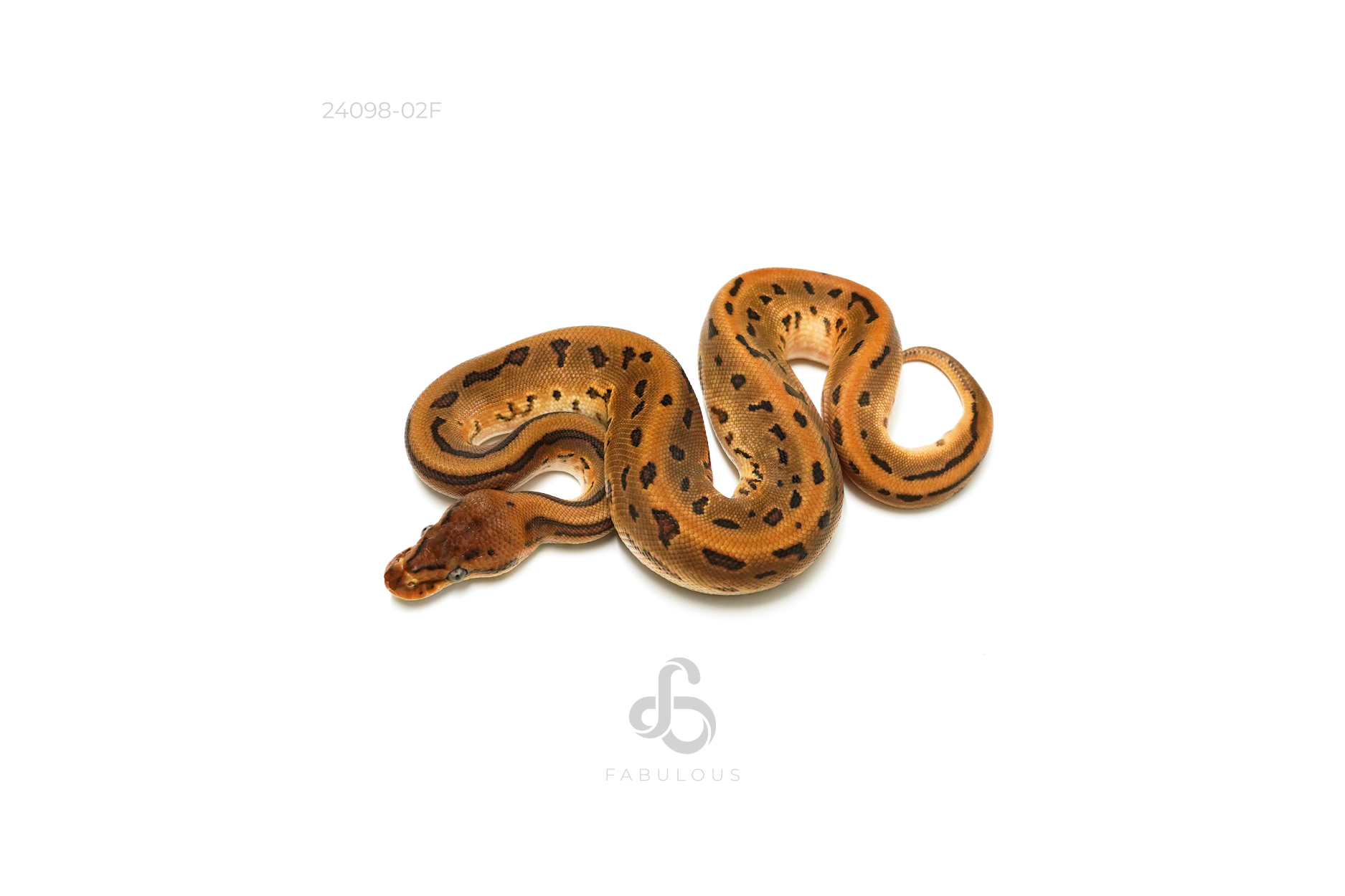 Leopard Pinstripe Het DG 66%DH Clown Pied 50%Hypo