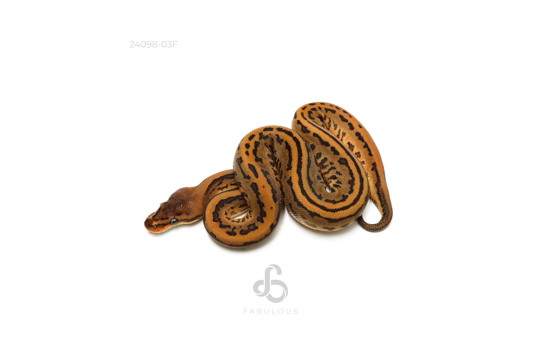 Leopard YB Pinstripe Het DG 66%DH Clown Pied 50%Hypo