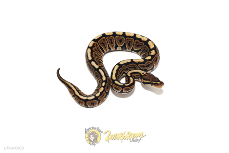 Black Pastel Spotnose Het Toffee