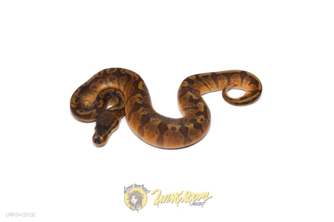 Sunset 66% Het Piebald