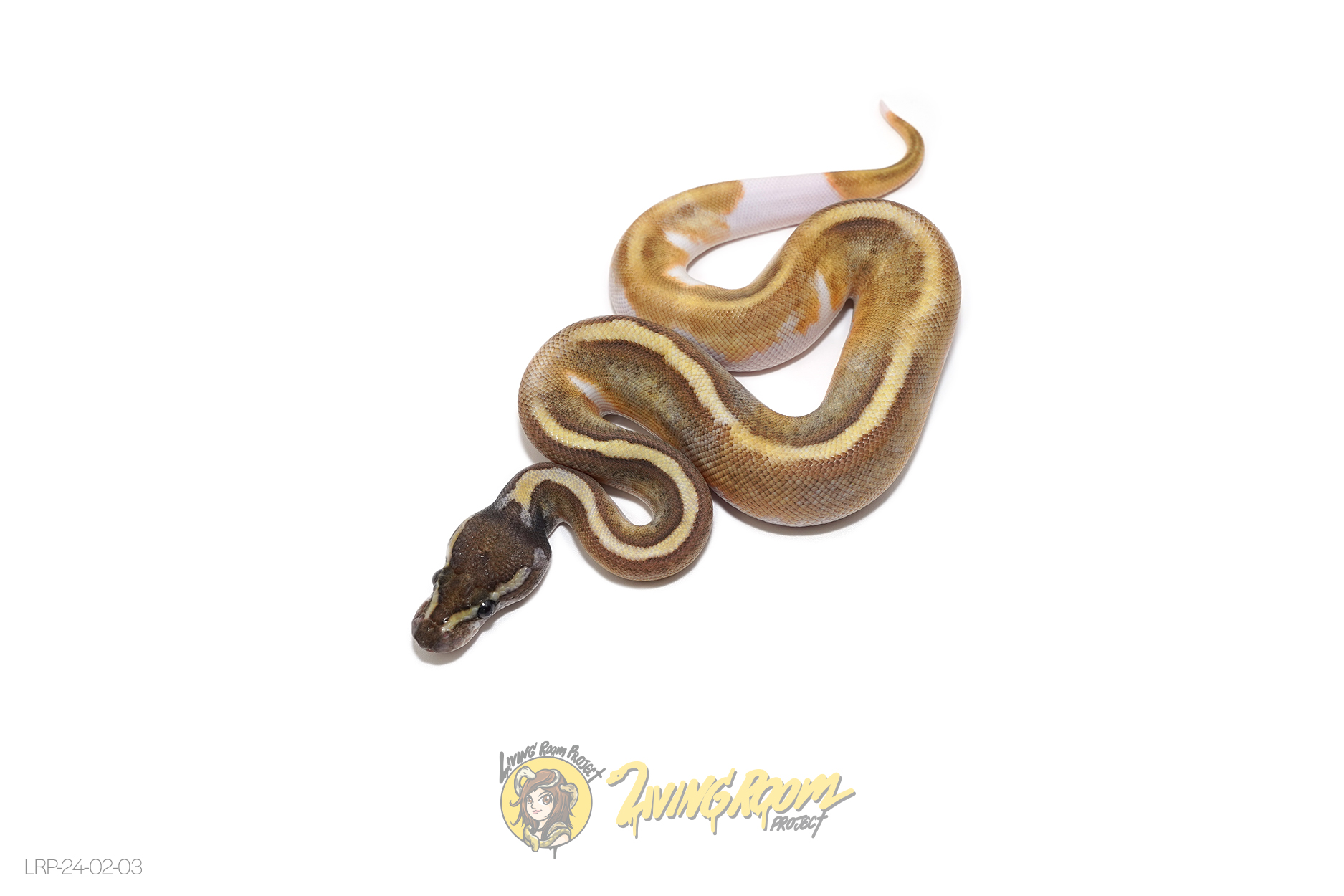 Enchi Mojave Pied 66% Het Sunset