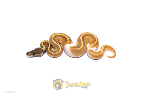 Enchi Mojave Pied 66% Het Sunset