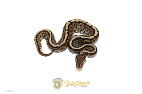 Black Pastel - Barnhart Spotnose Het Clown