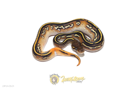 Blackhead Mojave OD YB/Specter Het Pied