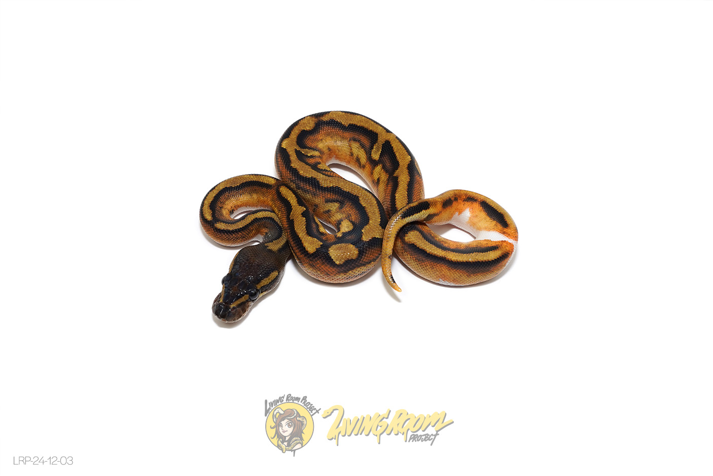 Blackhead Enchi Pied Het Clown