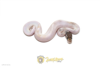 Pastel Mojave (Poss YB) Pied Het Clown