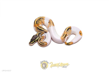 Pastel Pied Het Clown