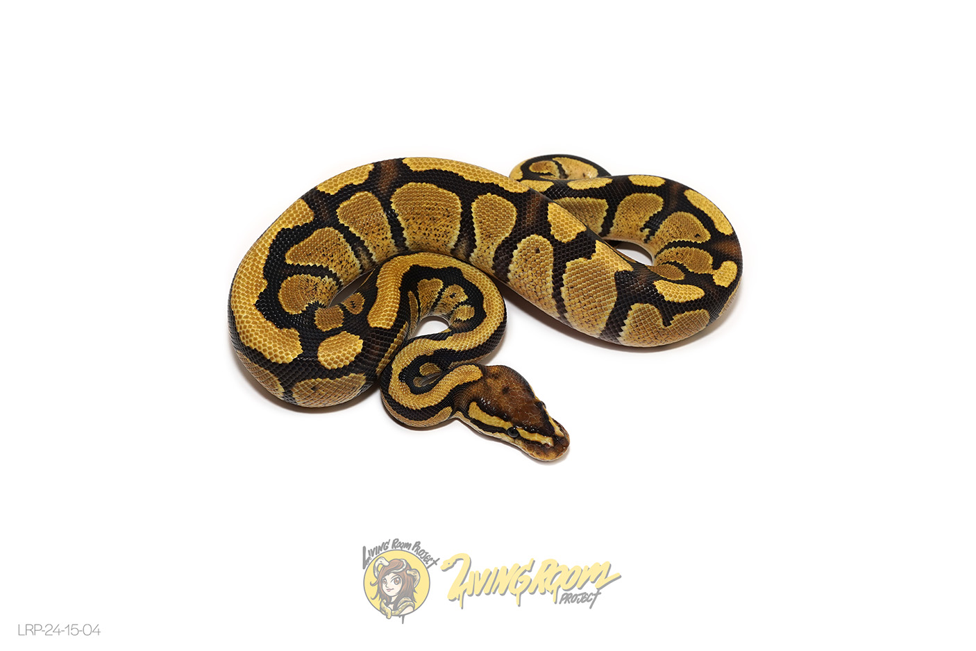 Fire Enchi Dbl Het Clown DG