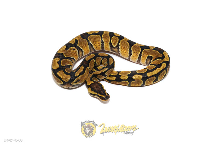 Enchi DH Clown DG