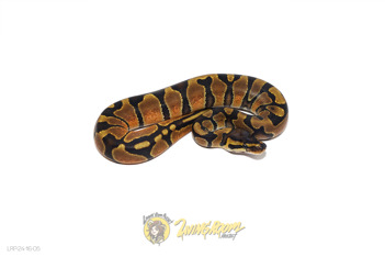 Enchi 50% Het Piebald 66% Het Sunset