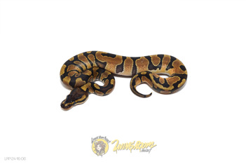 Enchi 50% Het Piebald 66% Het Sunset