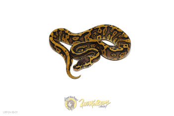 Confusion Pastel RS Het Clown/Cryptic