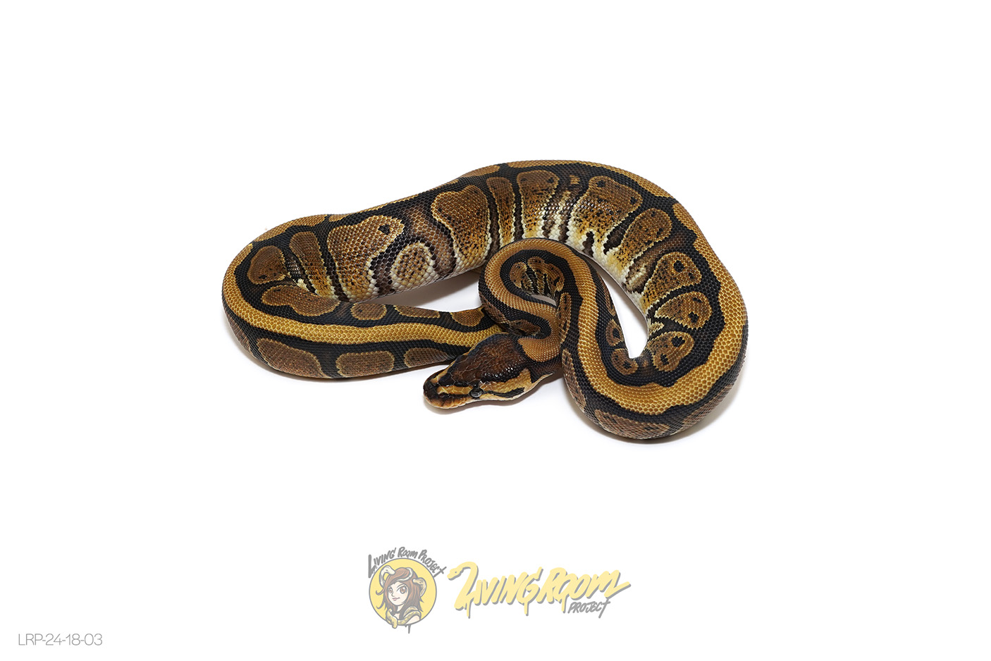 Redstripe Het Clown/Cryptic