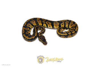 Confusion Chocolate or Raven Het Clown/Cryptic