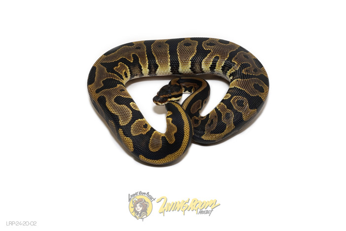 Leopard Chocolate or Raven Het Clown or Cryptic