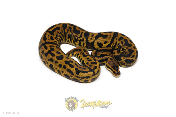 Confusion Leopard Pastel Het Clown/Cryptic