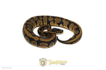 Leopard Het Clown/Cryptic