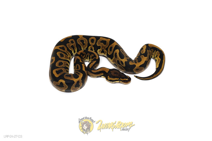 Leopard DH VPI DG