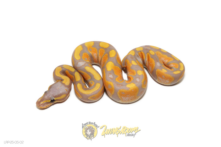CG Het 66% Sunset 50% Pied