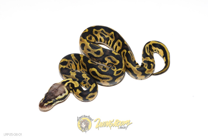 Leopard Pastel (Blitz) Dbl Het DG Hypo