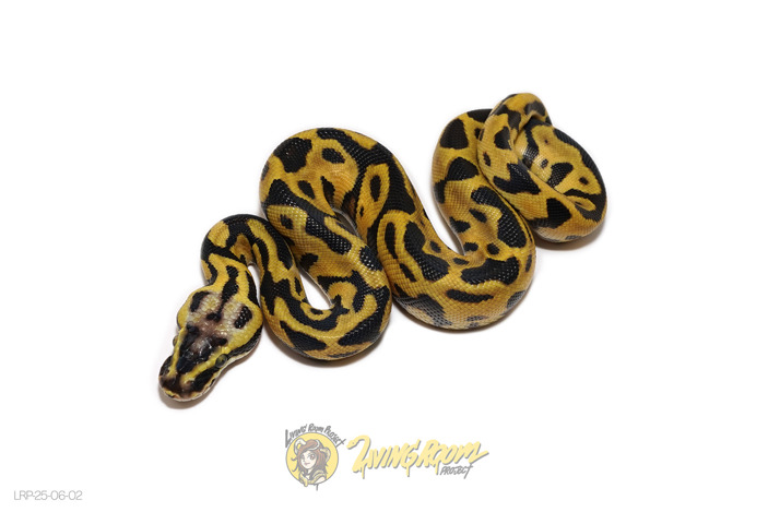 Leopard Enchi Pastel Dbl Het DG Hypo