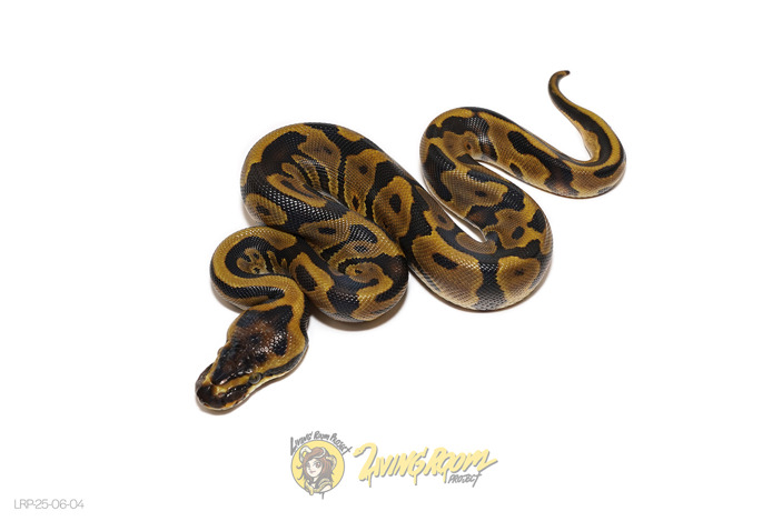 Leopard Enchi Dbl Het DG Hypo