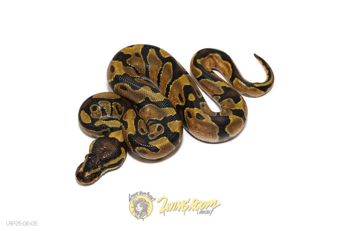 Enchi Blitz Dbl Het DG Hypo
