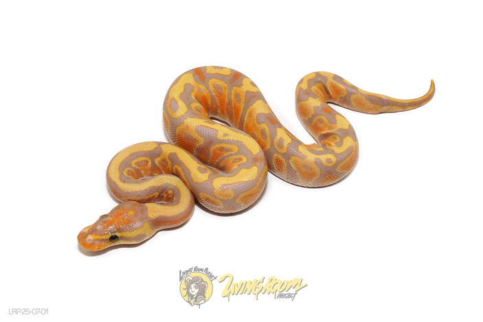 Banana YB Het 50% Clown