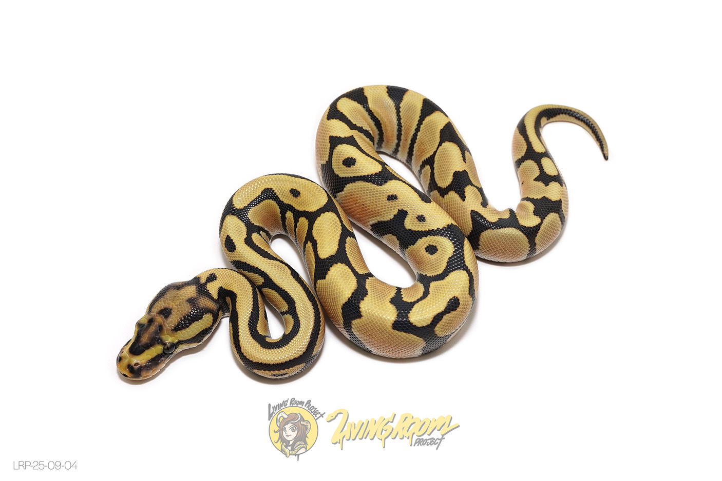 Spotnose DG