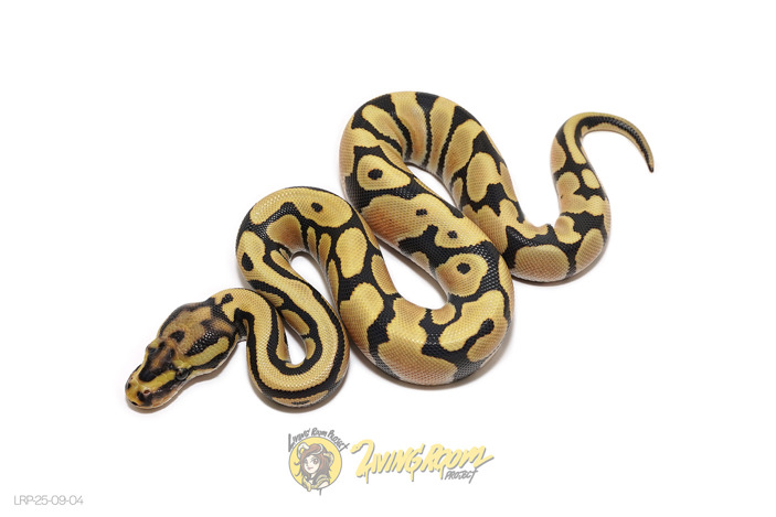 Spotnose DG