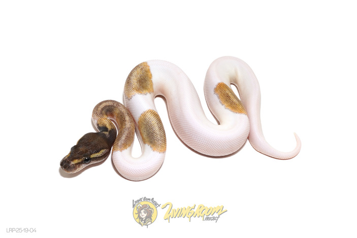 Mojave Pied