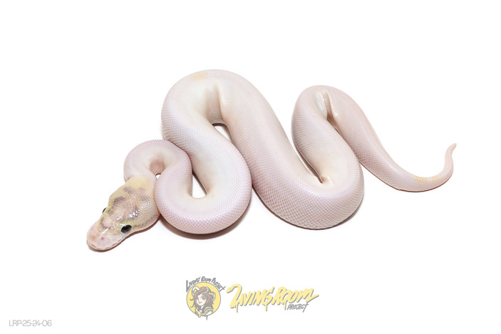 Ivory (Pos OD) Pied