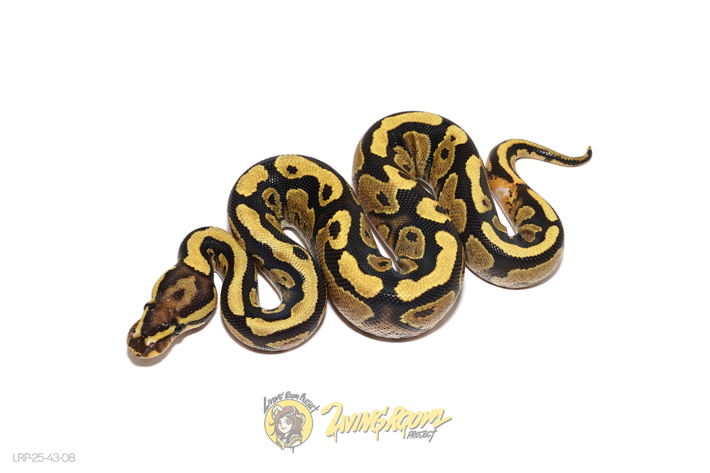 Fire YB DH VPI Axanthic DG