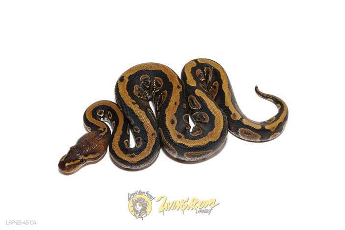 Mahogany Het Clown