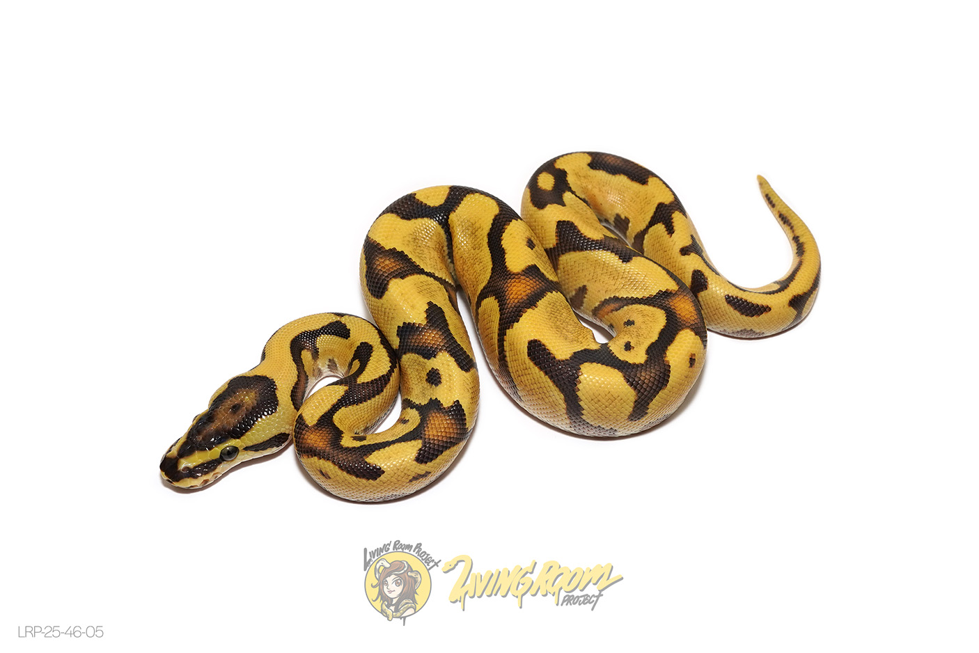 OD Enchi Fire (Pos YB) Het Clown