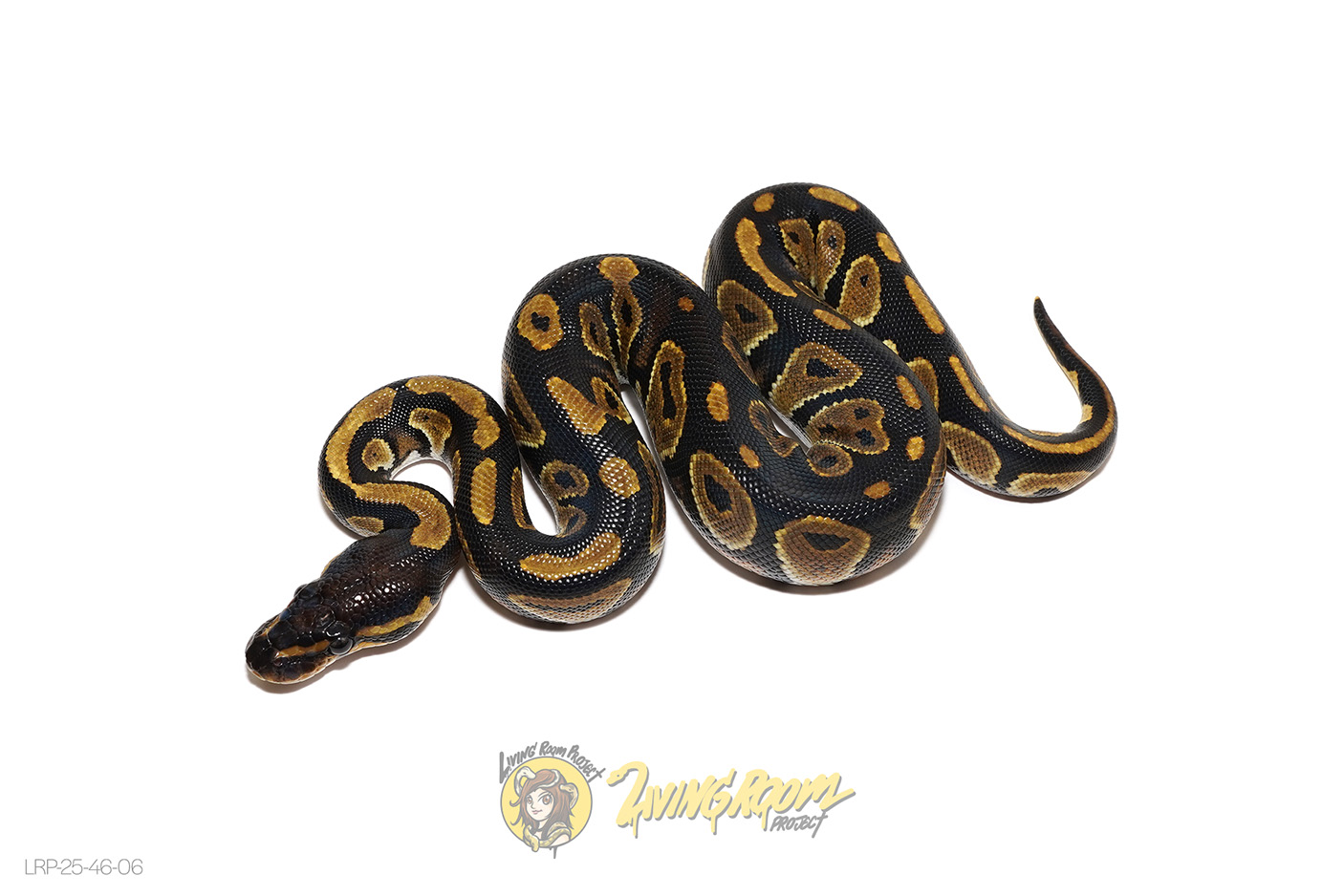 Blackhead Het Clown