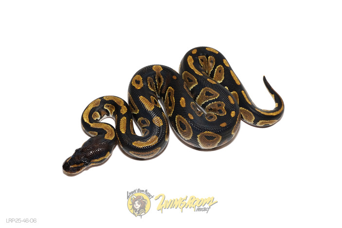Blackhead Het Clown